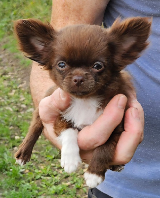 Les chiots de Chihuahua