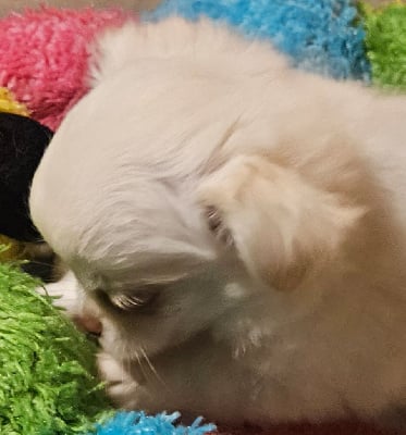 Les chiots de Chihuahua