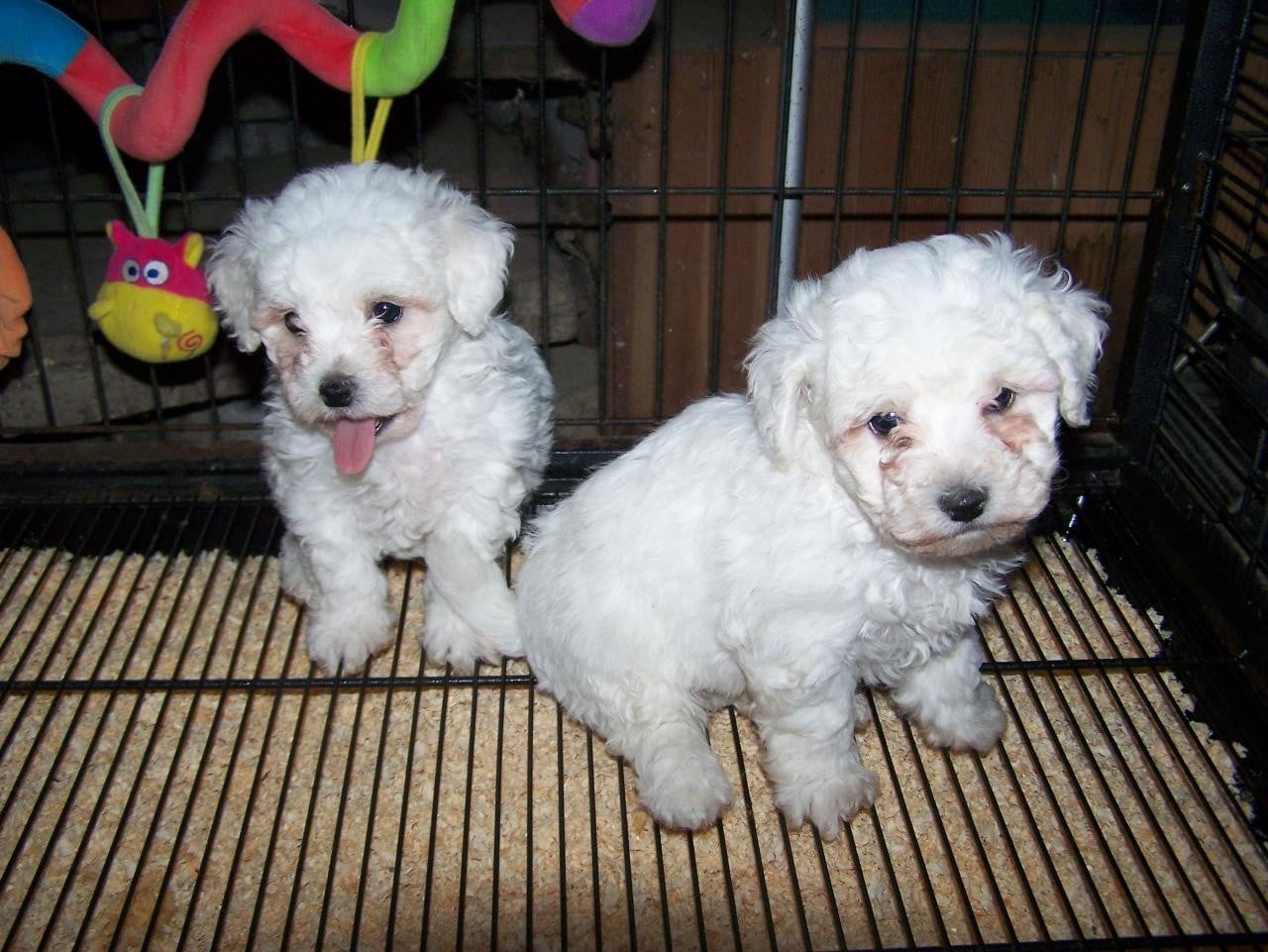 Chiot N°2 - Bichon Frise