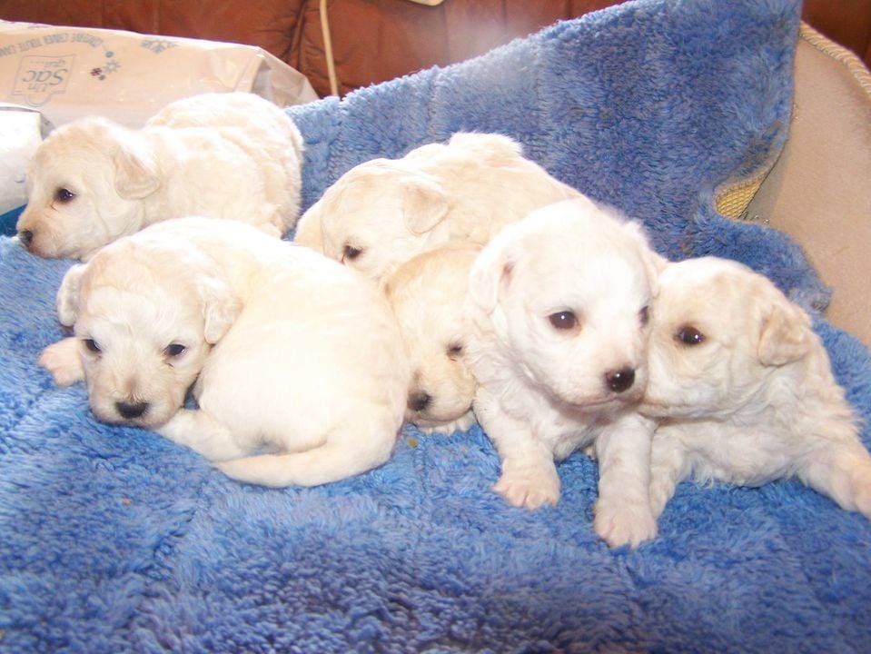 Chiot N°5 - Bichon Frise