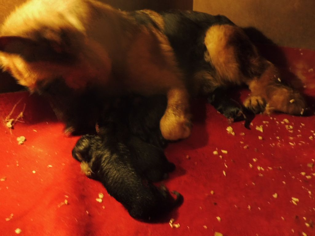 chiot Berger allemand De la Maison des Jeunes