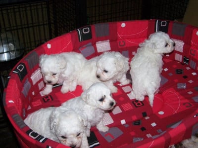 Chiot N°3 - Bichon Frise