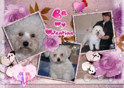 Chiot N°6 - Bichon Frise