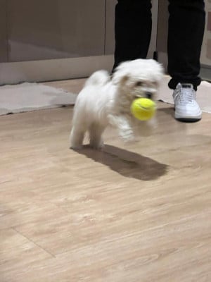 Les chiots de Bichon Frise