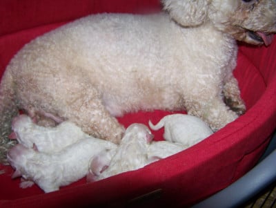 Les chiots de Bichon Frise