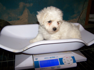 Les chiots de Bichon Frise