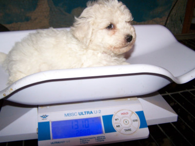 Les chiots de Bichon Frise