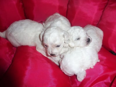 Les chiots de Bichon Frise