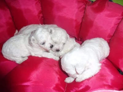 Les chiots de Bichon Frise