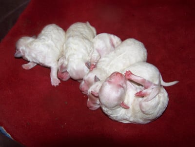 Les chiots de Bichon Frise