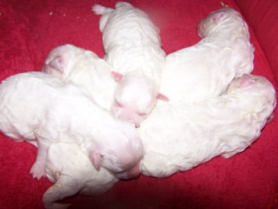 Les chiots de Bichon Frise