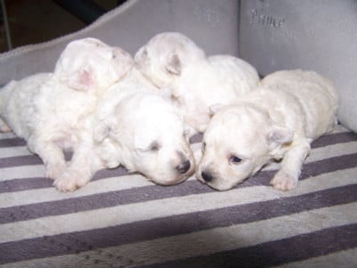 Les chiots de Bichon Frise