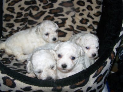 Les chiots de Bichon Frise