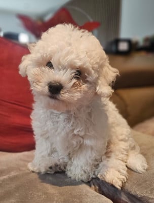 Les chiots de Bichon Frise
