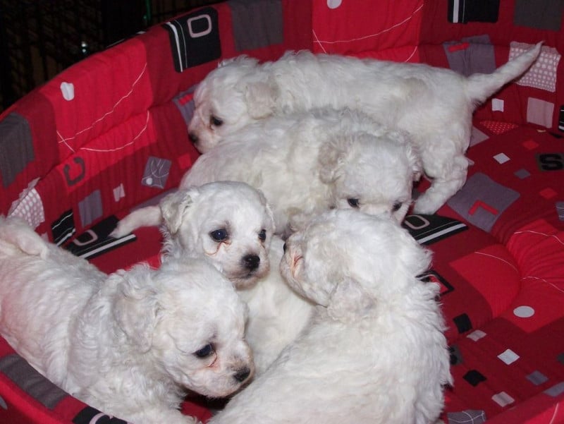 Bichon Frise - De la Maison des Jeunes