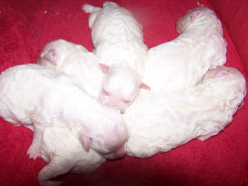 Bichon Frise - De la Maison des Jeunes