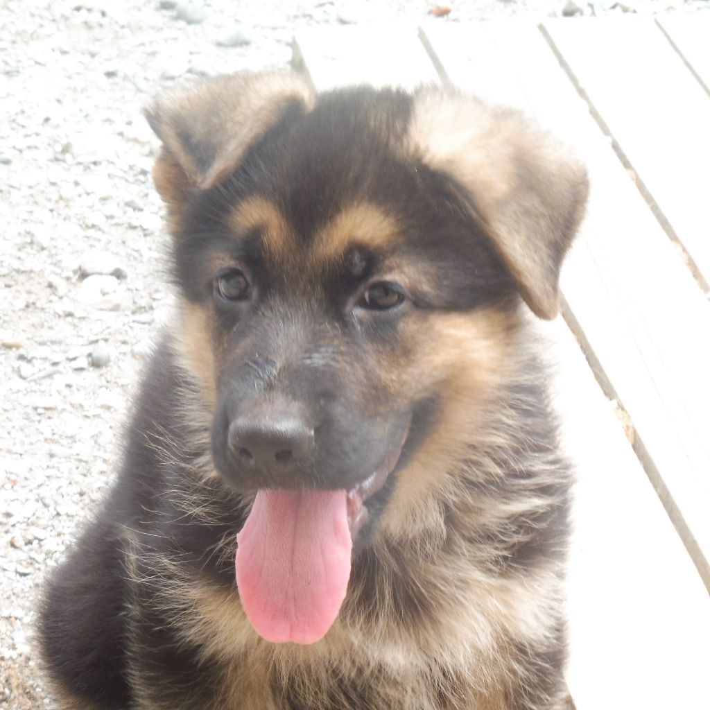 PAX - Berger allemand
