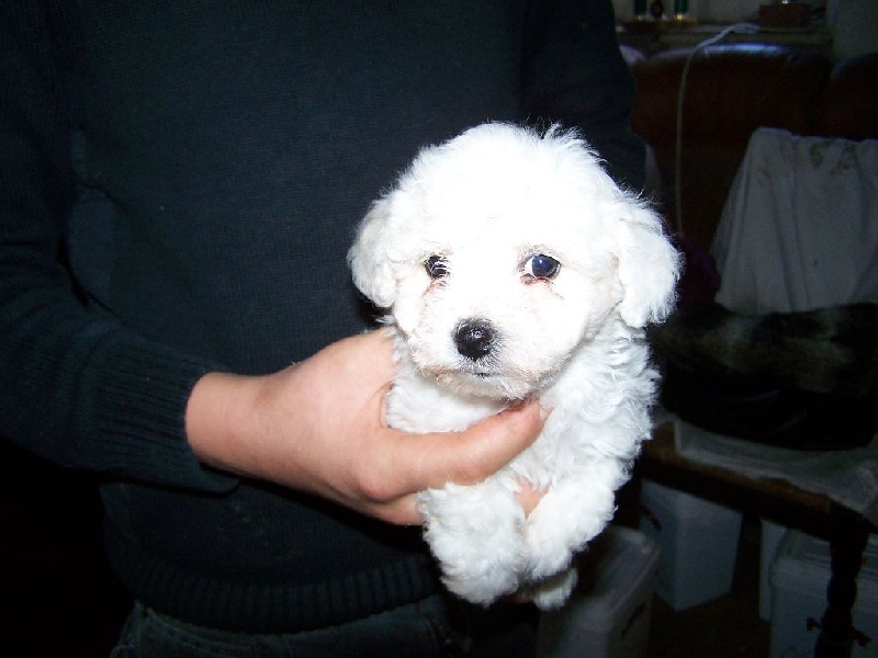 Chiot Elevage De La Maison Des Jeunes Eleveur De Chiens Bichon Frise