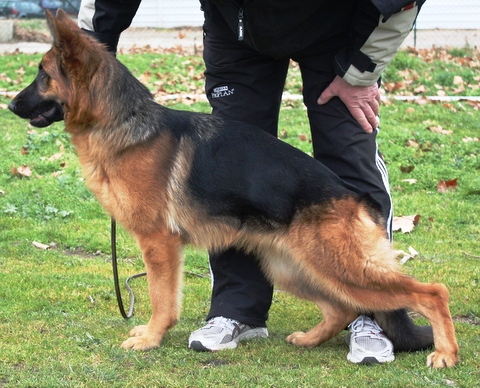 Accueil Elevage De La Maison Des Jeunes Eleveur De