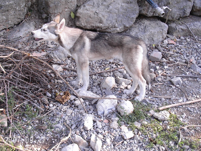 Publication : de Septimanie