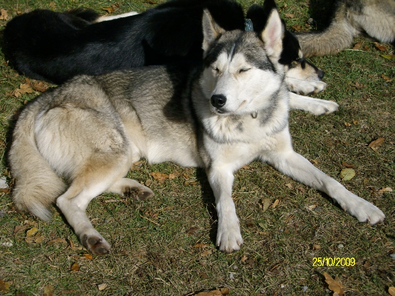 Publication : de Septimanie