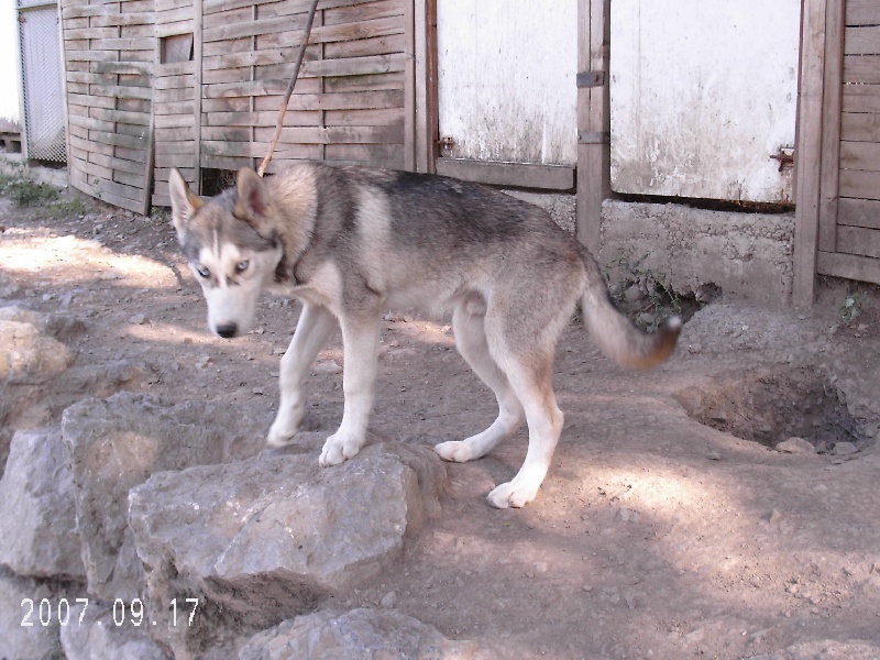 Publication : de Septimanie