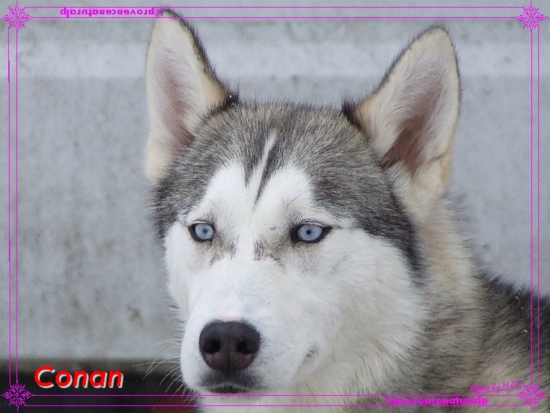 Publication : de Septimanie