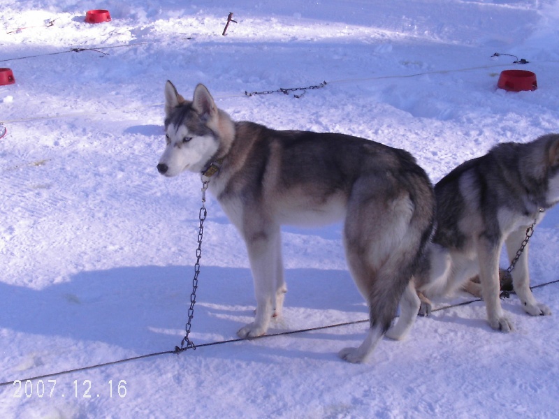 Publication : de Septimanie