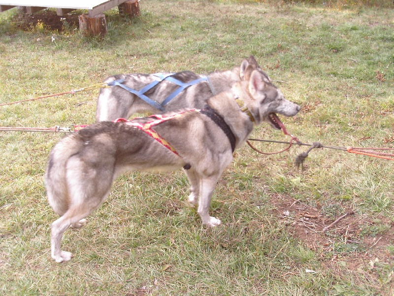 Publication : de Septimanie