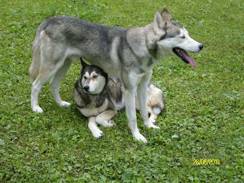 Publication : de Septimanie