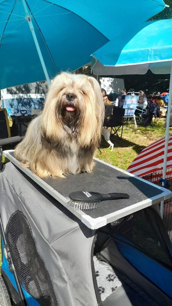 CH. Tibet du chant d'Eliote - 1er excellent en champion meilleur champion