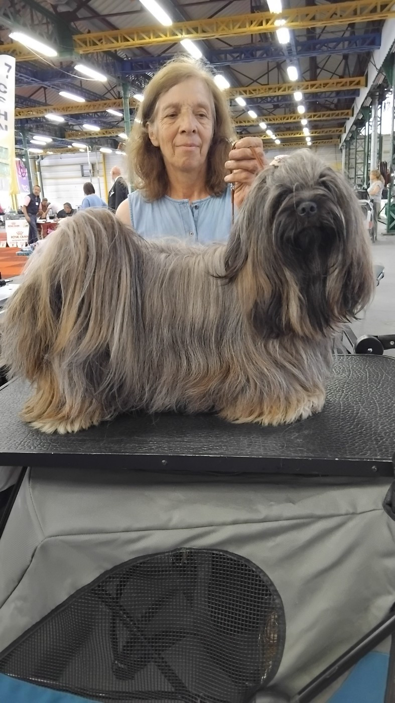 CH. rasterman's Una rotkäppchen - 2eme excellente en ouverte RCACS RCACIB
