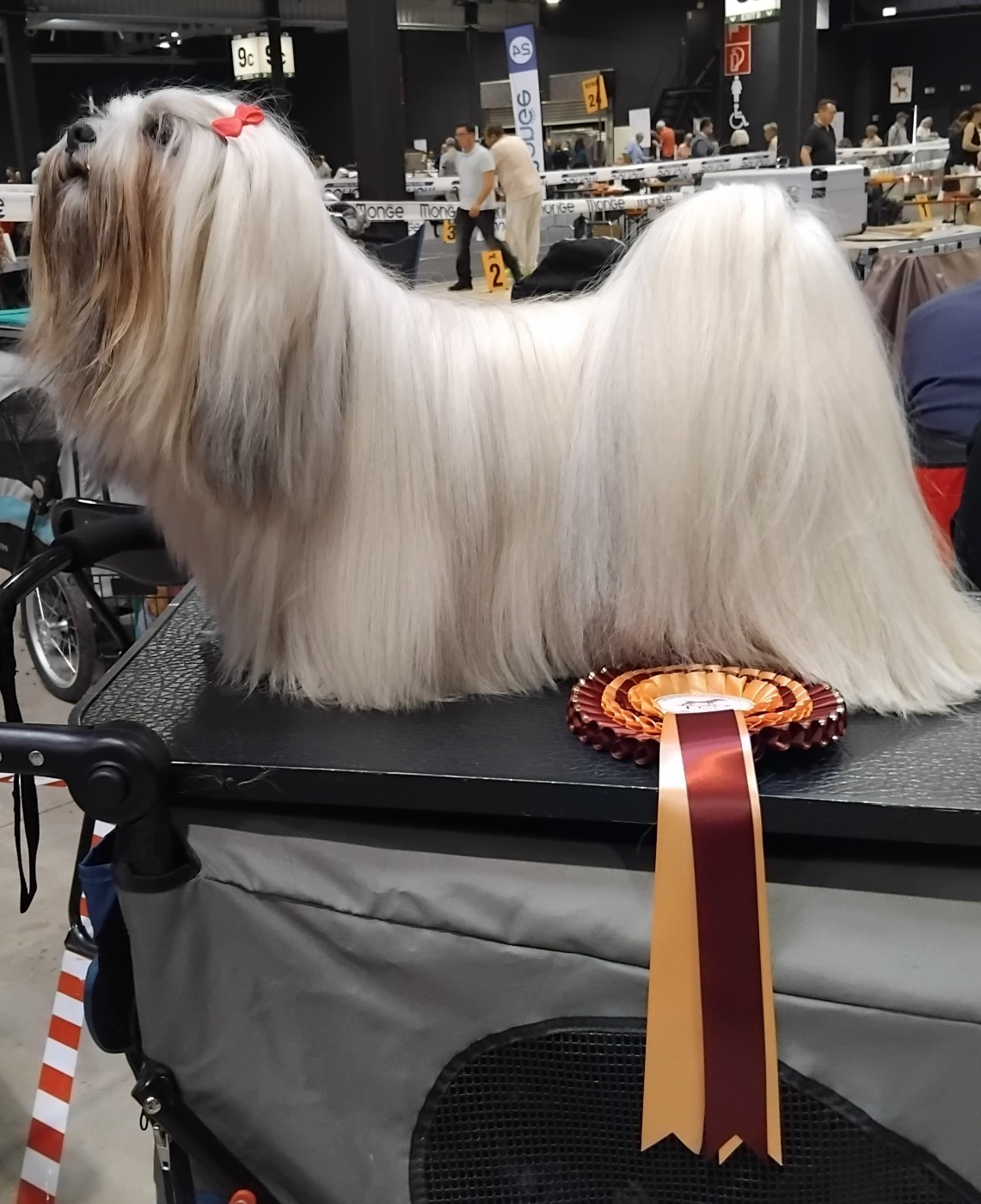 CH. Very Versace's Vertige-de-l'amour - 2eme excellente RCACL FCI- Res CACIB