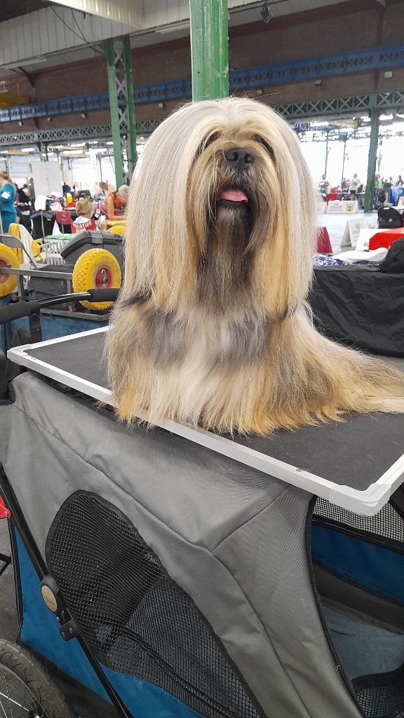 CH. Tibet du chant d'Eliote - 1er Excellent en ouverte CACS CACIB