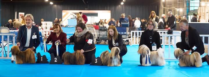 CH. Tibet du chant d'Eliote - 3eme excellent en classe ouverte