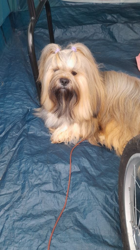 CH. Tibet du chant d'Eliote - 1er excellent en classe ouverte CACS BOS