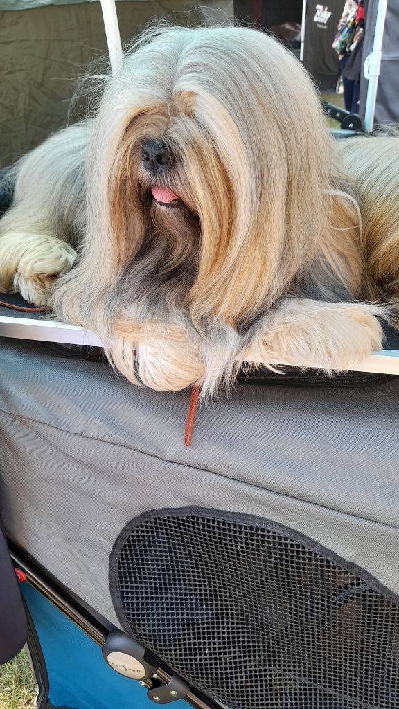 CH. Tibet du chant d'Eliote - 1er Excellent en champion