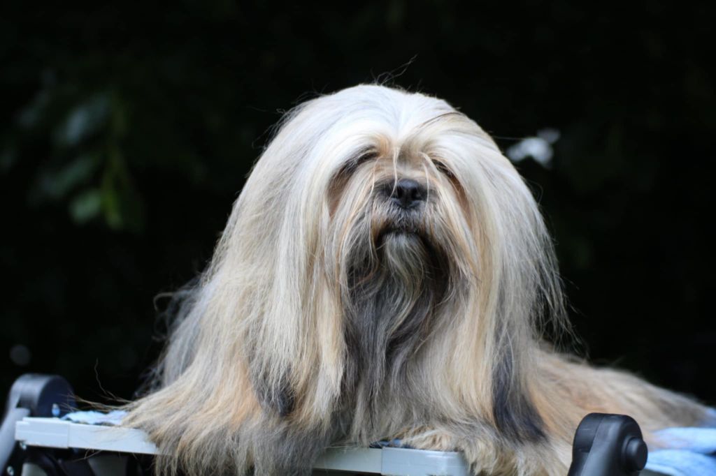 CH. Tibet du chant d'Eliote - 1er excellent en classe champion