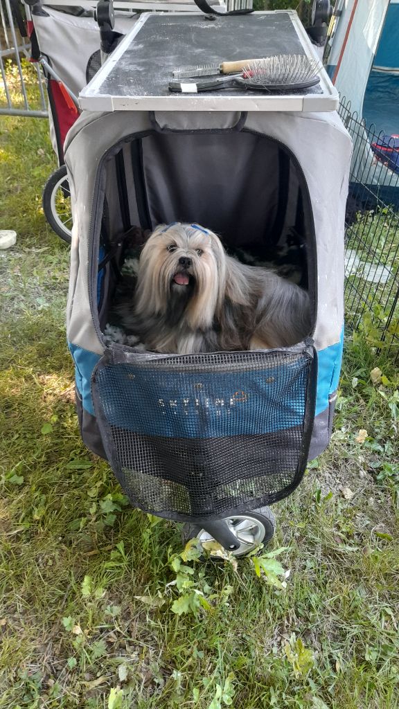 CH. Tibet du chant d'Eliote - 2eme excellent en champion