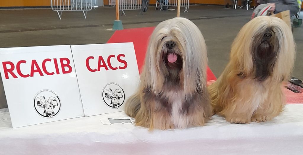 CH. Tibet du chant d'Eliote - 1er Excellent en ouverte cacs cacib