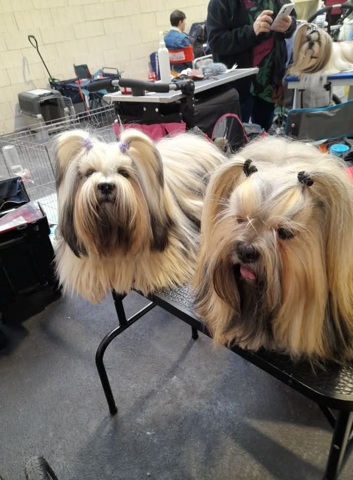 CH. Tibet du chant d'Eliote - 1er excellent en classe ouverte CACS BOB.