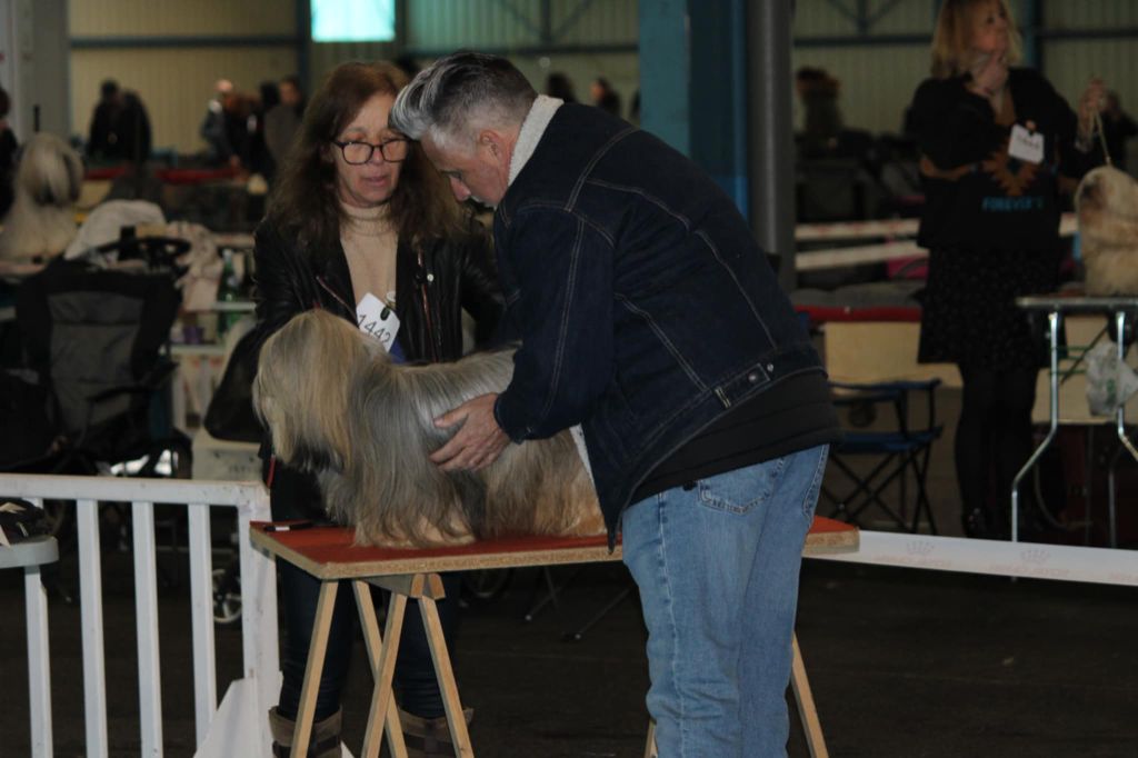 CH. Tibet du chant d'Eliote - 1er Très bon en classe ouverte