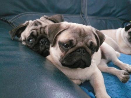 Publication : d'Amour du Temple Ming Kee Auteur : christine Landry