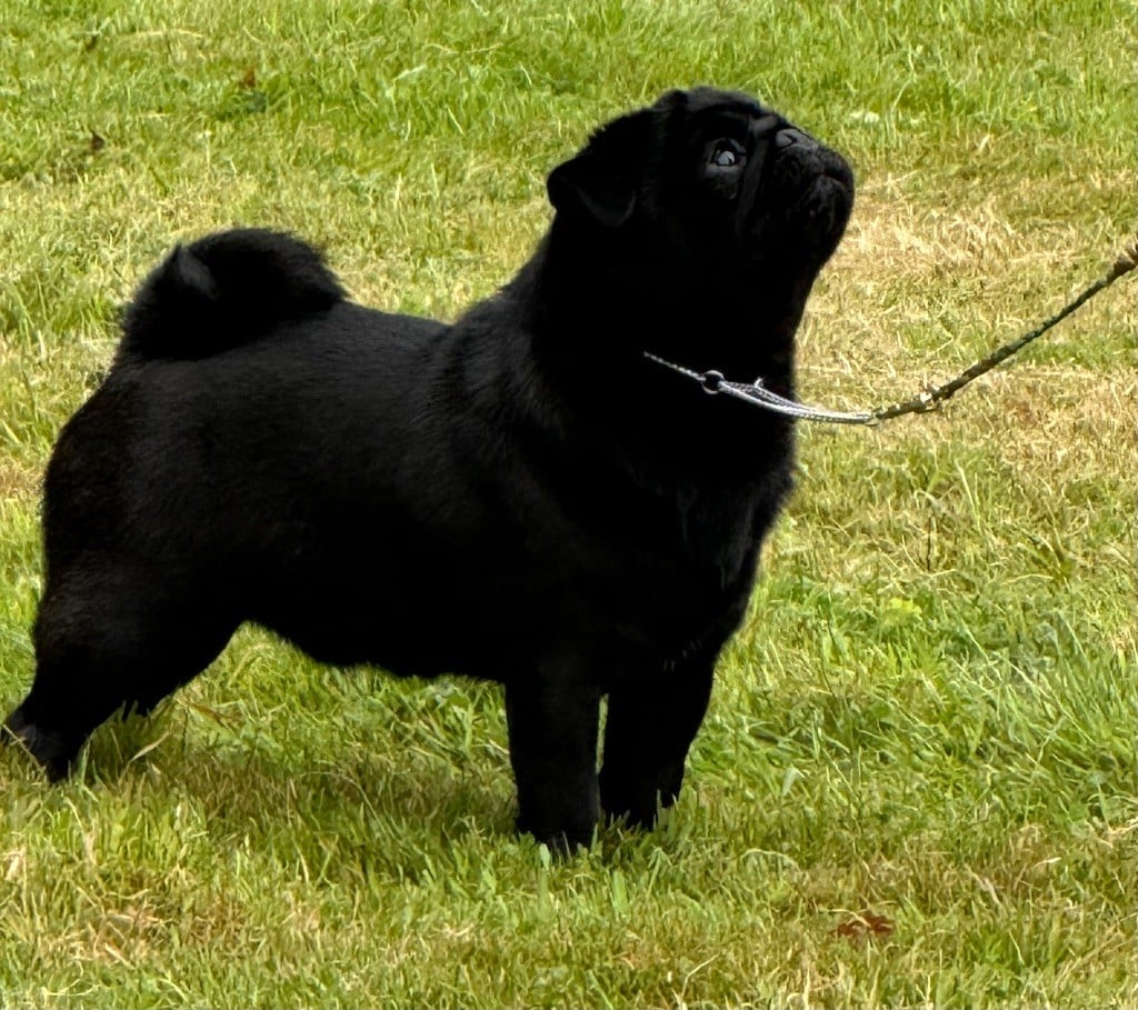CH. Voyou de pacotille d'Amour du Temple Ming Kee