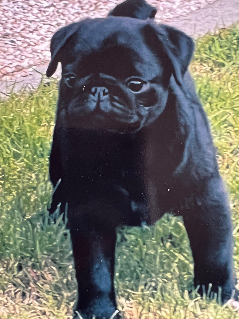 CH. Voyou de pacotille d'Amour du Temple Ming Kee