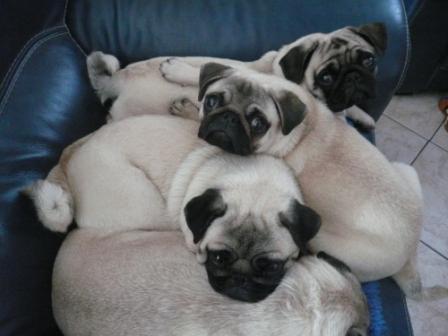 Publication : d'Amour du Temple Ming Kee Auteur : christine Landry