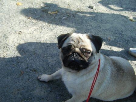 Publication : d'Amour du Temple Ming Kee Auteur : christine landry