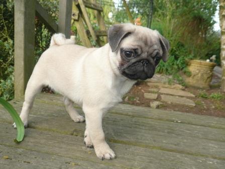 Publication : d'Amour du Temple Ming Kee Auteur : christine Landry