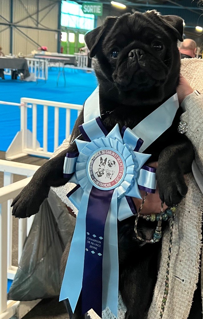 CH. Voyou de pacotille d'Amour du Temple Ming Kee