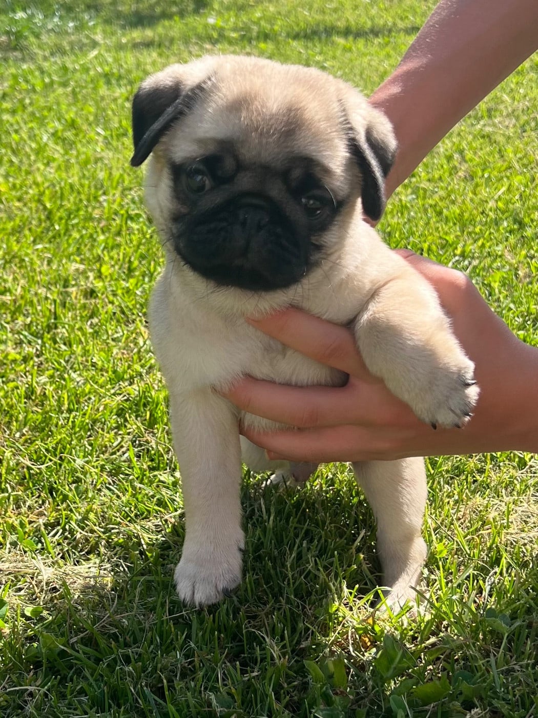 CHIOT 4